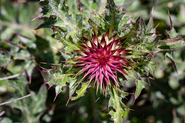 Background image of various colored flower fields