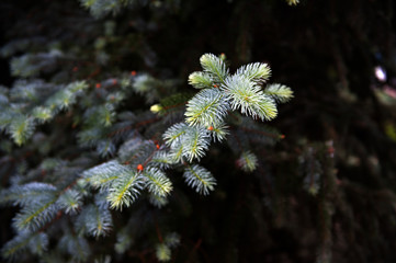 close up of pine tree