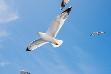 Beautiful seagull in flight over a blue sky