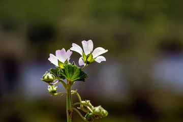 Background image of various colored flower fields