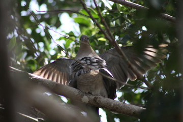 pareja de palomas tuneras en pleno romance 
