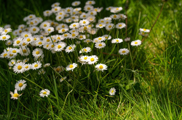 A group of white daisies (Bellis perennis) in the meadow. Irish wildflowers known as Common daisies, Oxeye daisies or Leucanthemum vulgare. Selective focus. Sunny day. © Agnieszka