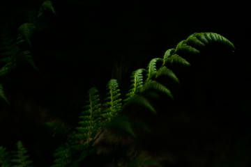 A fern leaf in spring - low key