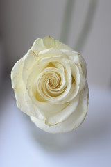 white rose flower close up view from above on a blurry background