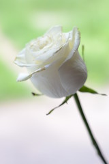 white rose flower close up side view with beautiful green bokeh