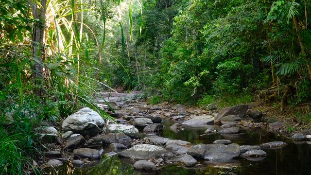 Jungle landscape with flowing river at deep tropical rain forest. Wild nature stock footage.