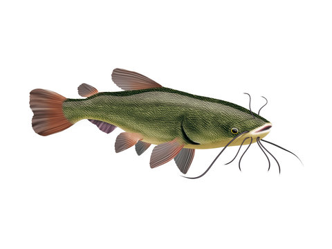 Poisson chat
