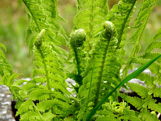 roślina paprotnik paproć rosnąca w lesie kolo miejscowości folwarki tylwickie na Podlasiu w Polsce  © Jacek Sakowicz