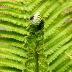 roślina paprotnik paproć rosnąca w lesie kolo miejscowości folwarki tylwickie na Podlasiu w Polsce  © Jacek Sakowicz