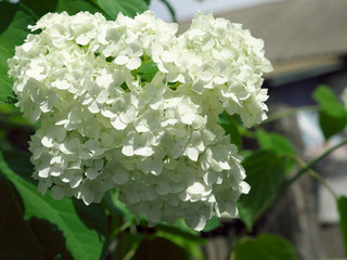 White hydrangea inflorescence, close-up. Beautiful white flowers.