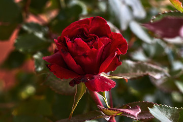 Beautiful rose with red petals