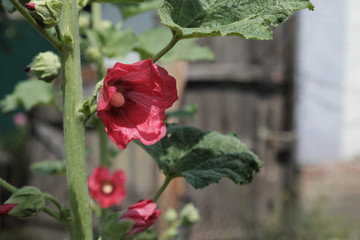 Mallow flower. Blooming pink mallow. Ornamental plant.