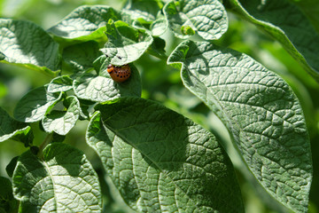 Colorado potato beetle larva on the stalk of potatoes. Agricultural pest.