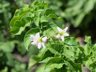 Flowers on a potato bush, close-up. Flowering potatoes.