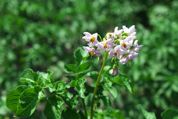 Flowers on a potato bush, close-up. Flowering potatoes.