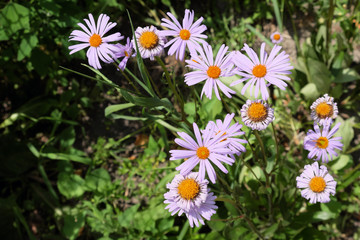 Daisies with purple petals. Little beautiful flowers.