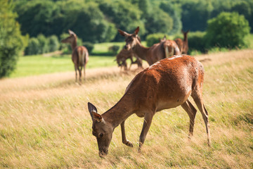 Troupeau de daims et de biches dans une prairie