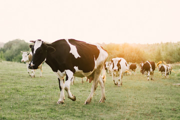Fototapeta na wymiar Cows on a summer pasture.