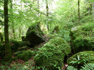 For&ecirc;t Franche-Comt&eacute;