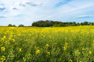 Obraz premium field of yellow flowers, rapeseed agricultural field with forest in the background and cloudy sky