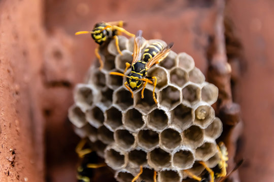 Wasp nest with wasps sitting on it. Wasps polist. The nest of a family of wasps which is taken a close-up
