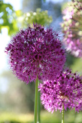 Allium giganteum / Riesen Lauch / Zierlauch blüht lila in der Natur