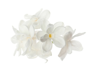 Beautiful fresh lilac blossom isolated on white