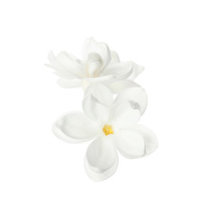 Fototapeta na wymiar Beautiful fresh lilac blossom isolated on white