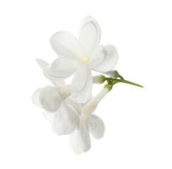 Fototapeta na wymiar Beautiful fresh lilac blossom isolated on white