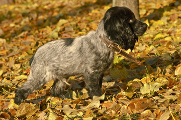 cocker spaniel