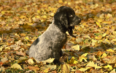 cocker spaniel