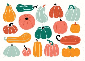 Different types of pumpkin and squash collection vector illustration. Small square of colourful vegetables with various shapes and sizes cartoon design on white background. Halloween holiday concept