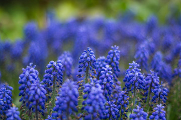 Muscari plant on a background of green grass