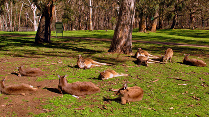 Adelaide, Australia