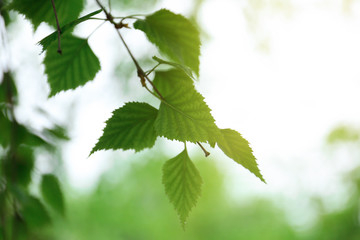 Fototapeta na wymiar Closeup view of birch with fresh young green leaves outdoors on spring day