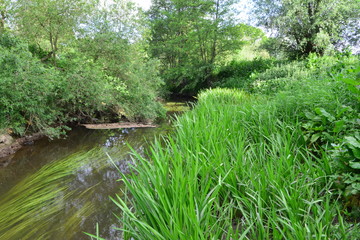 Fototapeta premium The River Mole in May in Horley in Surrey.