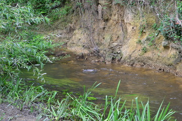 The River Mole in May in Horley in Surrey.