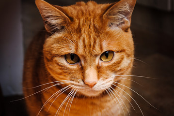 Red cat sitting on the floor