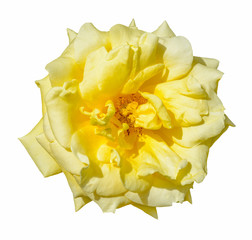 A fully blossomed flower of yellow garden rose on a sunny day isolated on white background. Lush rose flower head under a sunlight.