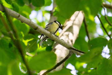 Fototapeta premium Vogel nach der erfolgreichen Nahrungssuche
