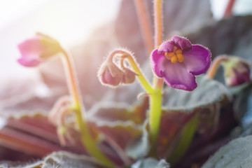 Macro photography of bright blooming African Violet (Saintpaulia) flowers in sunbeams on home windowsill.Cozy details for home.