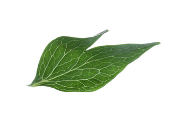 Fototapeta na wymiar Fresh leaf of peony plant isolated on white