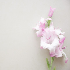 Pink galdiolus on a light background. Greeting card with gladiolus flowers. Background Texture. Violet or purple color