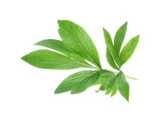 Obraz premium Fresh leaves of peony plant isolated on white