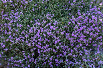 Mediterrenean thyme also known as thymbra capitata. Spicy flavoring for meal. Aromatic seasoning...