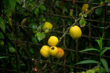 Small yellow ripe wild apples penetrated the old fence into the garden.