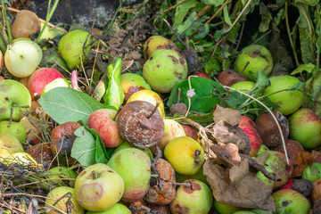 Naklejka na ściany i meble A lot of rotten apples with mold and bruisers are lying on the ground. Garden compost for harvesting.