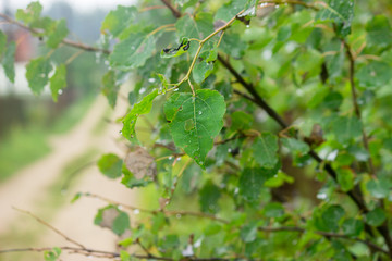 Thin branches with green leaves of a young birch on a blurry background of a sandy village road.