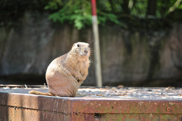 Pr&auml;riehund schaut aufmerksam am Futterplatz