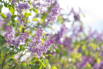 Obraz premium Lilac syringa vulgaris purple flowers in may, blooming bush photography
